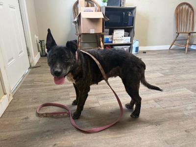 Jasmine, Pit Bull Terrier, senior, available for adoption