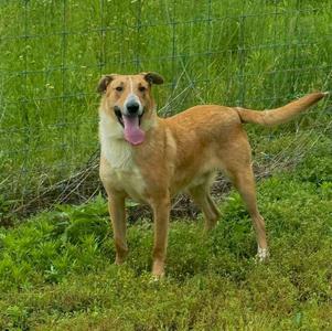 A brown and white dog standing in a grassy area with a fence in the background. The dog has its mouth open and tongue out, appearing happy and energetic.