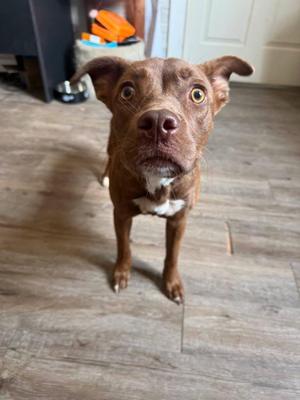 Chai, Labrador Retriever, puppy, available for adoption