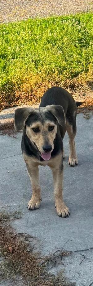 Sable, German Shepherd Dog, young, available for adoption