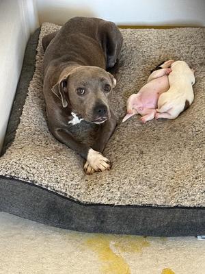 Bluebelle, Pit Bull Terrier, young, available for adoption