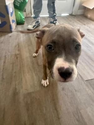 A brown and white puppy with large, expressive eyes looking directly at the camera. The puppy has a black nose and white markings on its face and paws. It is standing on a wooden floor, and in the background, there is a person wearing jeans and sneakers, along with some cardboard boxes.