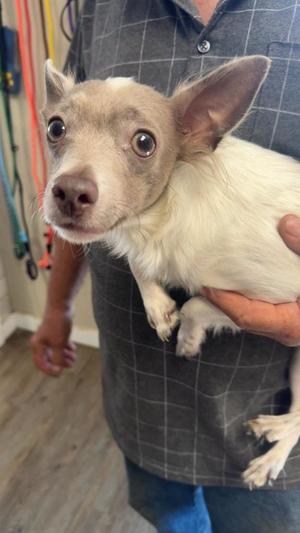 Jack, Chihuahua / Dachshund, adult, available for adoption