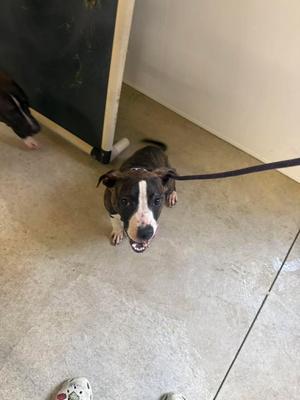 Ben, Pit Bull Terrier, young, available for adoption