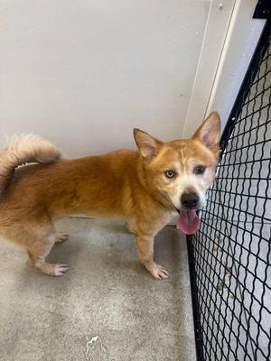 Jake, Husky / Labrador Retriever, adult, available for adoption