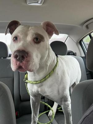 A white dog with a green leash standing in the back seat of a car.