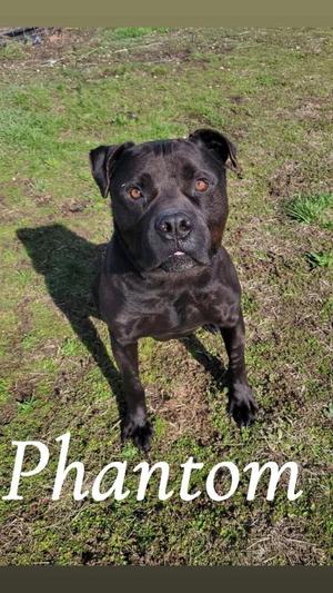 A black dog standing on grass with the name "Phantom" written in white text at the bottom.