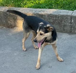 Kode, Labrador Retriever, young, available for adoption