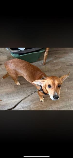 Fritz, Dachshund / Corgi, adult, available for adoption