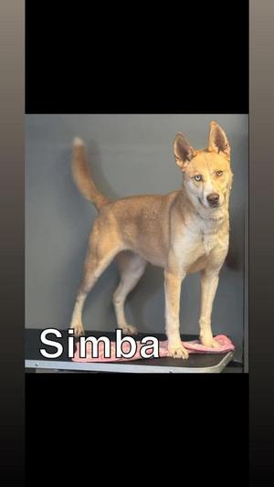 Simba, Husky, young, available for adoption