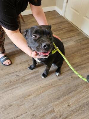 Millie, Pit Bull Terrier, adult, available for adoption
