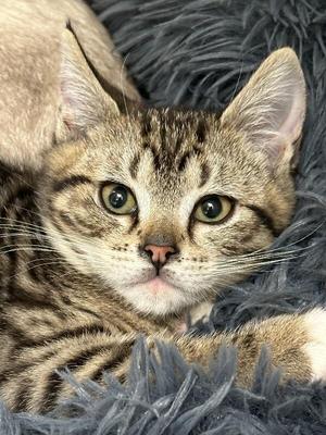 Lil-Tuck, young, available for adoption