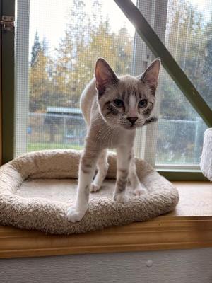 Oats, young, available for adoption
