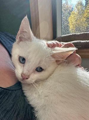 A white cat with blue eyes being held by a person.