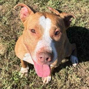 Coraline (ID 53335), Pit Bull Terrier, adult, available for adoption