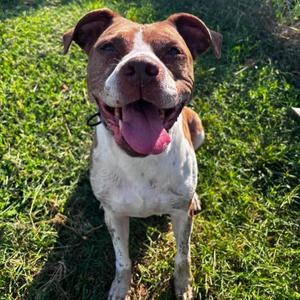 Chardonnay (ID 52456), American Bully, adult, available for adoption