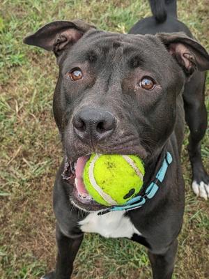 Itachi (ID 52692), Pit Bull Terrier / Cane Corso, young, available for adoption
