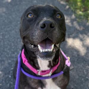 A black dog with a pink collar and purple harness, looking up with its mouth open and teeth showing.