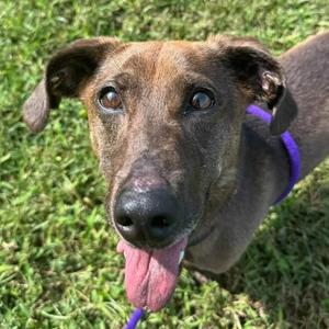 Pad Thai (ID 53296), Dachshund, adult, available for adoption