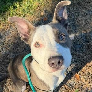 Dior (ID 53294), American Bully, puppy, available for adoption