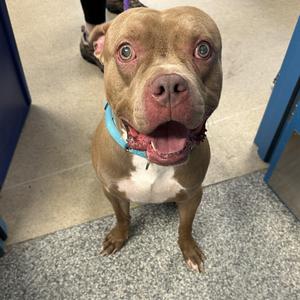 Scrappy (ID 53440), American Bully, young, available for adoption
