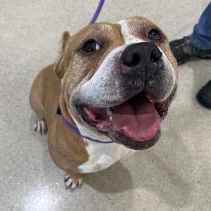 A brown and white dog with a purple collar, looking up with its mouth open and tongue out.