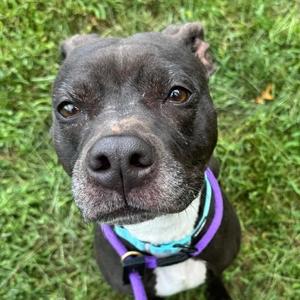 Daisy (ID 53058), Labrador Retriever / Pit Bull Terrier, adult, available for adoption