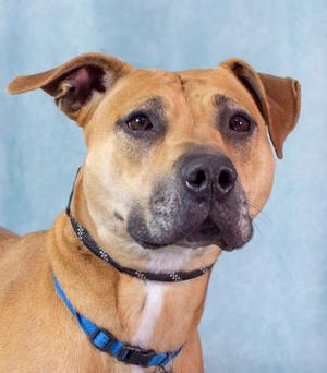 A brown dog with a black nose and floppy ears wearing a blue collar, looking directly at the camera against a light blue background.