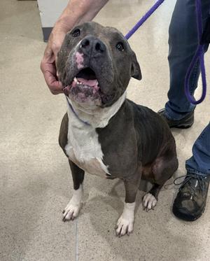 Charlotte (ID 53125), Pit Bull Terrier, adult, available for adoption