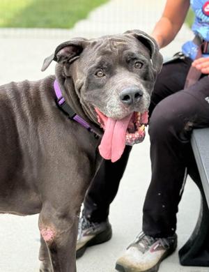 Hank Hill (ID 53100), Mastiff, adult, available for adoption