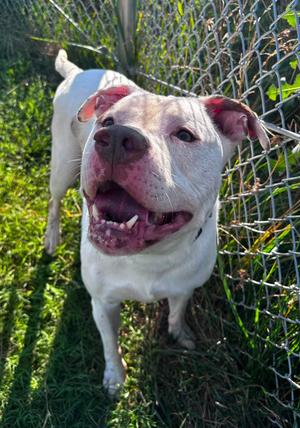 Big Mac (ID 52455), American Bully, adult, available for adoption