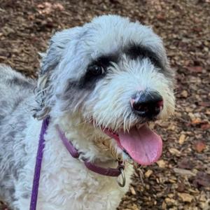 Rocket (ID 53121), Sheepadoodle, adult, available for adoption