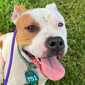 Shrimp Scampi (ID 53431), Pit Bull Terrier, adult, available for adoption