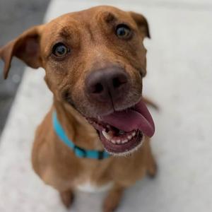 Dolly (ID 52988), American Bulldog, young, available for adoption