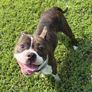 Bee (ID 52403), Boston Terrier, young, available for adoption