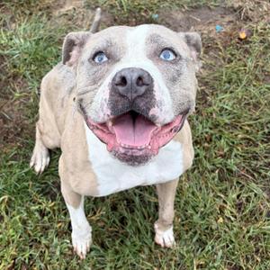 Teemo (ID 34466), Pit Bull Terrier, adult, available for adoption