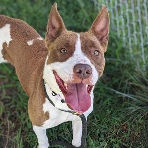 Matilda (ID 52978), American Bully, adult, available for adoption