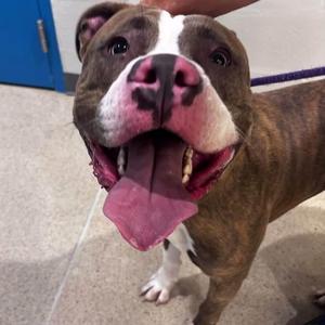 Taco (ID 53513), American Bully, young, available for adoption