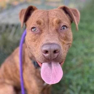 A brown dog with a purple collar, sticking its tongue out, sitting on grass.