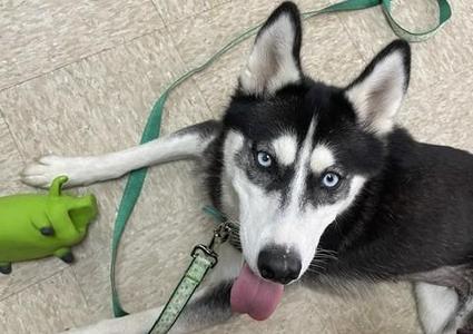 Catalina, Husky, young, available for adoption