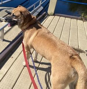 Cody, Mixed Breed, young, available for adoption