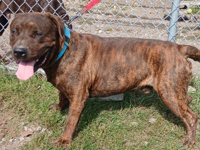 Bronson, Mixed Breed, adult, available for adoption