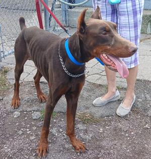 A brown Doberman Pinscher dog wearing a blue collar and a chain leash, standing on a gravel surface with a person in plaid shorts and gray shoes standing behind it.