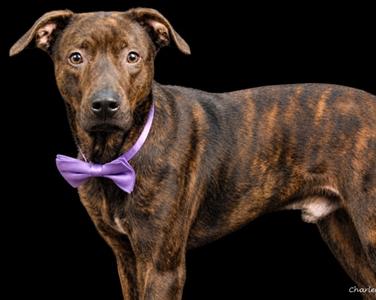 Damon, Terrier Mix, young, available for adoption