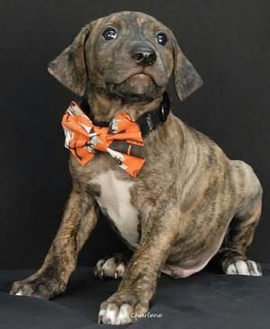 Joon, Boxer Mix, puppy, available for adoption