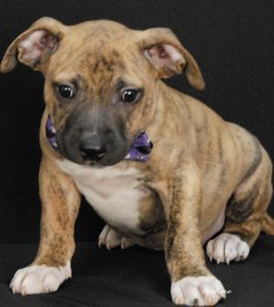Ralphie, Boxer Mix, puppy, available for adoption