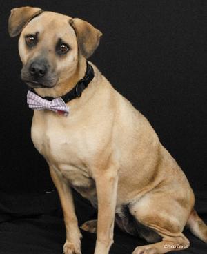 Hazel Mae, Beagle and Terrier, senior, available for adoption