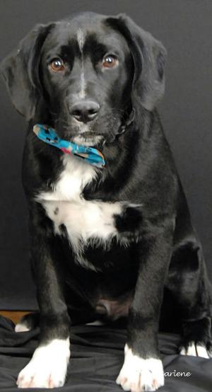 A black and white dog wearing a blue bow tie, sitting on a black surface.
