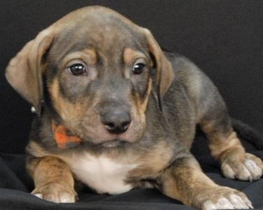 a brown and black puppy with floppy ears lying on a black surface