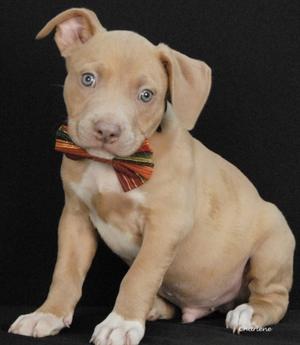 Carlos, Boxer Mix, puppy, available for adoption